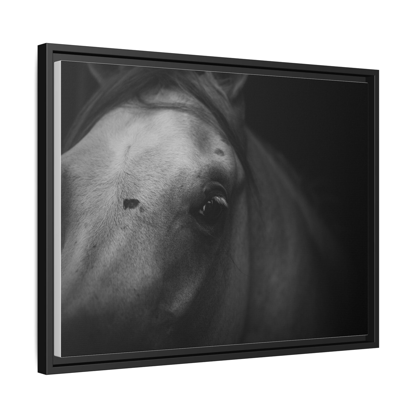 Framed Fine Art Photography of an Arabian Horse