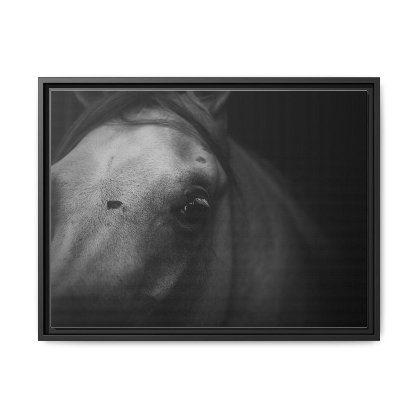 Framed Fine Art Photography of an Arabian Horse