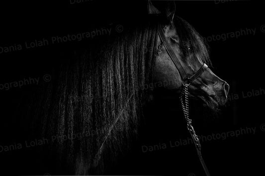 Horse head 10 - Black & White Fine Art Download