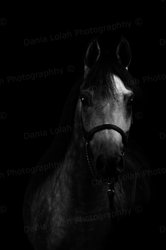Horse head 1 - Black & White Fine Art Download