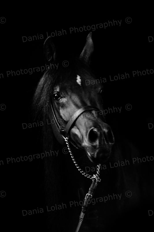 Horse head 2 - Black & White Fine Art Download