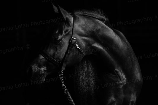 Horse head 3 - Black & White Fine Art Download