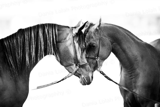 Horse head 4 - Black & White Fine Art Download