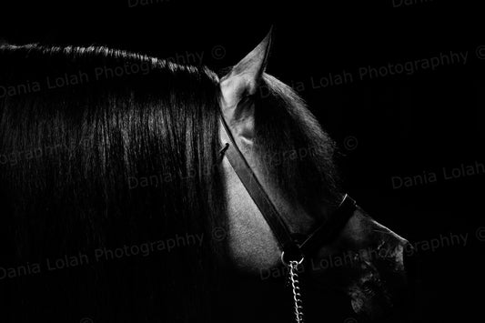 Horse head 5 - Black & White Fine Art Download
