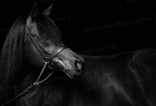 Horse head 6 - Black & White Fine Art Download