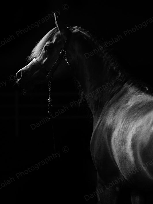 Horse head 7 - Black & White Fine Art Download