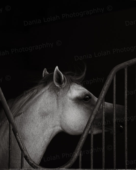 Horse head 8 - Black & White Fine Art Download