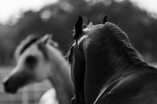 Horse head 9 - Black & White Fine Art Download