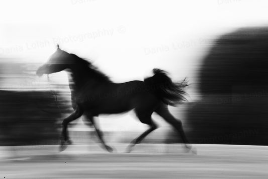 Running Horse 2 - Black & White Fine Art Download