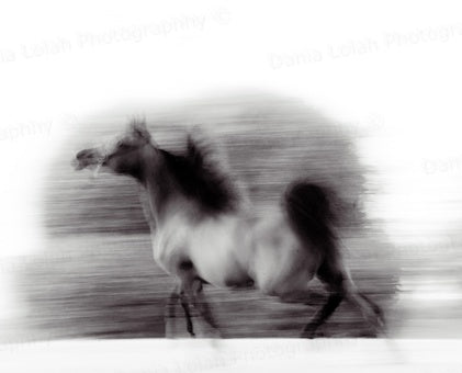 Running Horse 1 - Black & White Fine Art Download