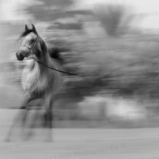 Running Horse 3 - Black & White Fine Art Download