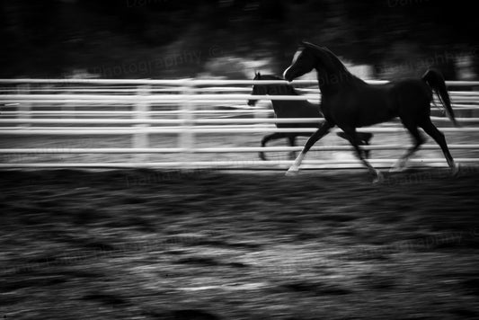 Running Horse 6 - Black & White Fine Art Download
