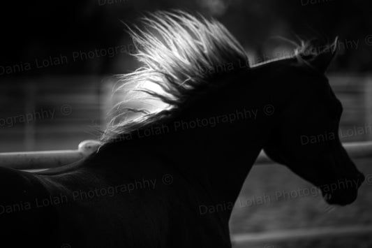 Running Horse 7 - Black & White Fine Art Download
