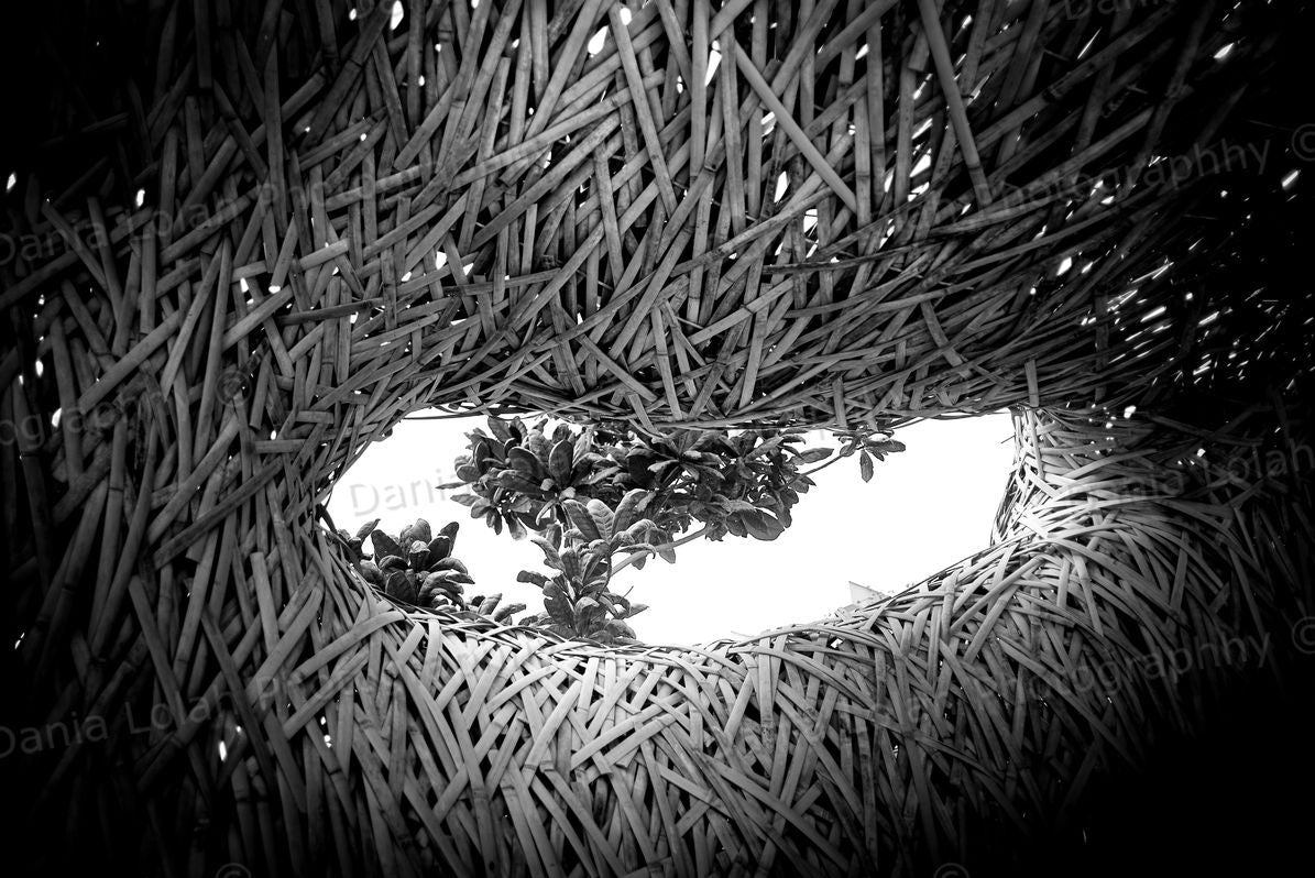 Interwoven – Black & White Fine Art Download