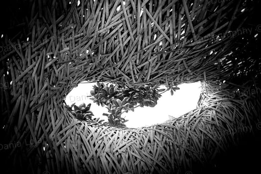 Interwoven – Black & White Fine Art Download