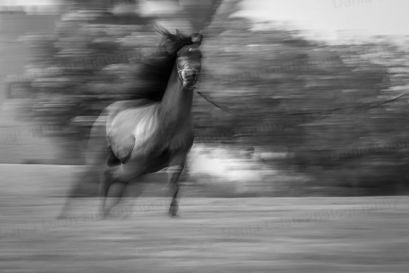 Fraction of second - Horses, Black and white fine art photography