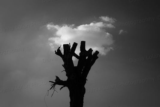 Rebirth - Nature, Black & White Fine Art Download
